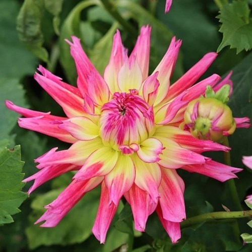 Dahlia, Nenekazi