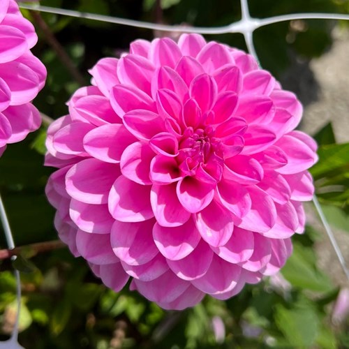 Dahlia, Pink Pop
