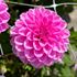 Dahlia, Pink Pop