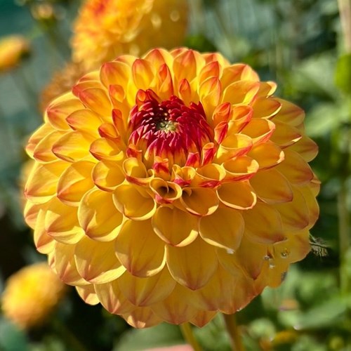 Dahlia, Sunny Boy