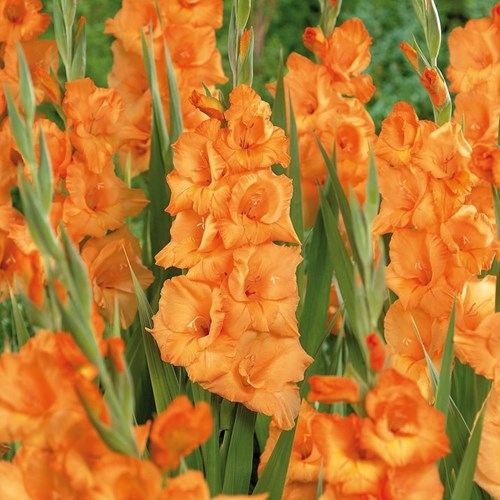 Gladiol, Peche Melba