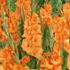 Gladiol, Peche Melba