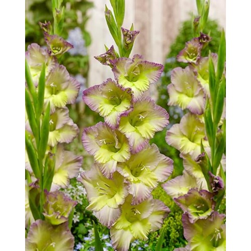 Gladiol, Moonlight Shadow