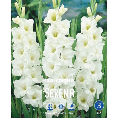 Gladiol, Serena