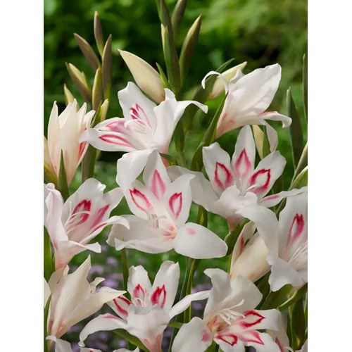 Gladiol, dvärg-, Nymph