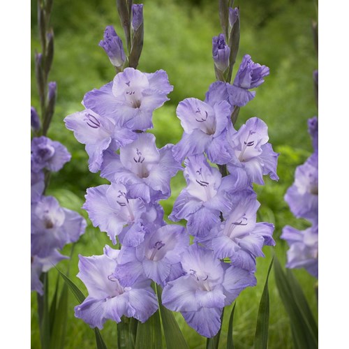 Gladiol, Milka