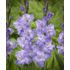 Gladiol, Milka