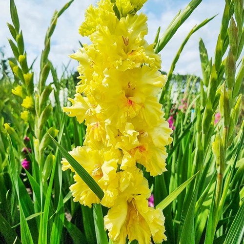 Gladiol, Burning Sunrays