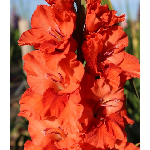 Gladiol, fjärils-, Flaming Sunset