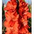 Gladiol, fjärils-, Flaming Sunset