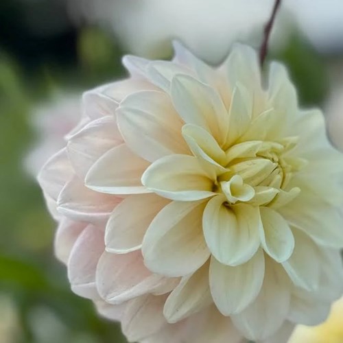 Dahlia, White Cream