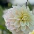 Dahlia, White Cream