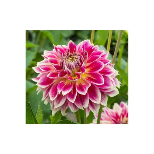 Dahlia, Temple of Beauty