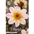 Dahlia, White Cream