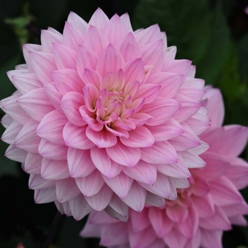 Dahlia, Karma Prospero