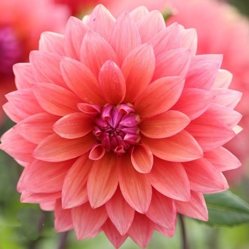 Dahlia, American Dawn