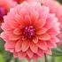 Dahlia, American Dawn