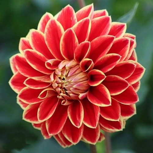 Dahlia, Maxime