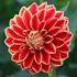 Dahlia, Maxime