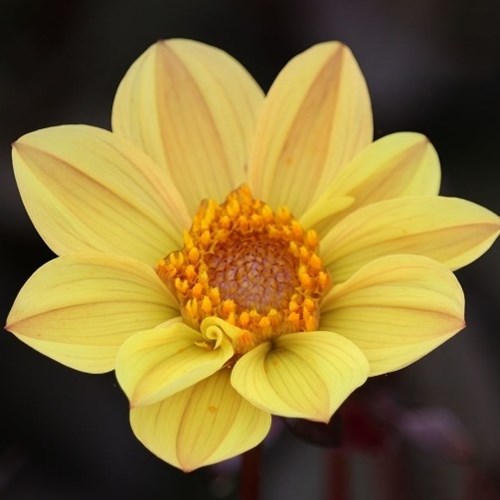 Dahlia, HS Party