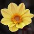 Dahlia, HS Party