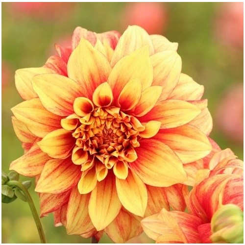 Dahlia, Dazzling Magic