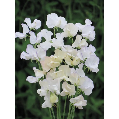 Luktärt, Lady Salibury