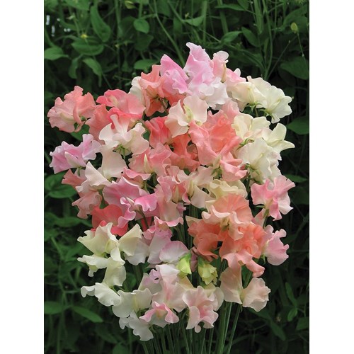 Luktärt, Frills & Blushes