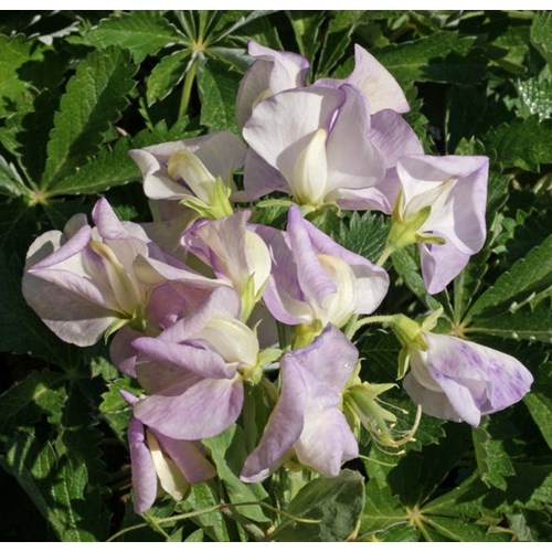 Luktärt, Extra doftande