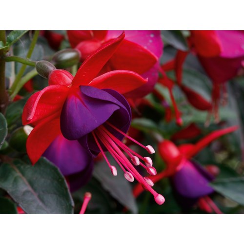 Fuchsia, Jollies Nantes, 3 sticklingar