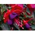 Fuchsia, Jollies Nantes, 3 sticklingar