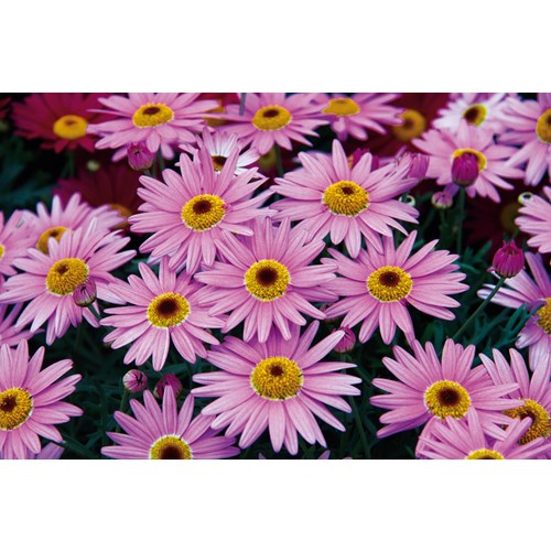 Buskmarguerit, Pink Eye, 3 sticklingar