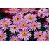 Buskmarguerit, Pink Eye, 3 sticklingar