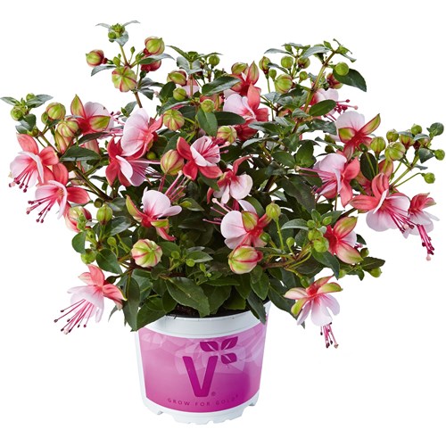 Fuchsia, Fuchsita Candy, 3 sticklingar