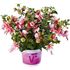 Fuchsia, Fuchsita Candy, 3 sticklingar