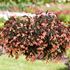 Begonia, Bellavista Salmon, 3 sticklingar