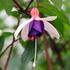 Fuchsia, Hängande La Campanella, 3 sticklingar