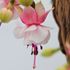 Fuchsia, Santapilar, 3 sticklingar
