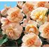 Begonia, Rosana Champagner, 3 sticklingar