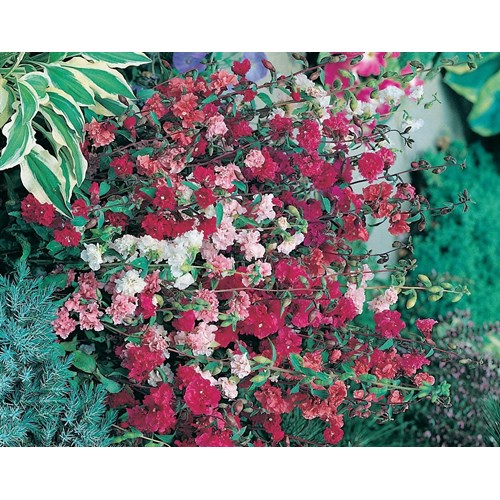 Clarkia, Choice double mix