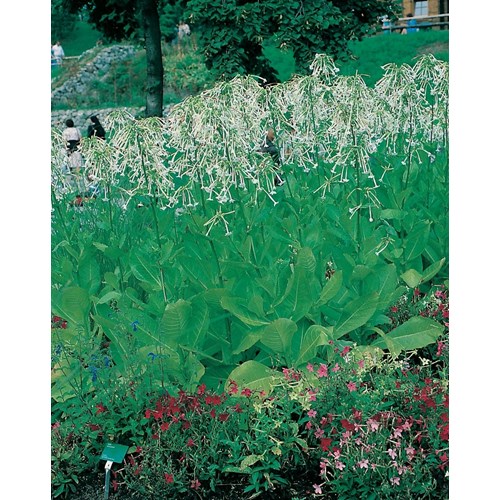 Blomstertobak, Narcisstobak
