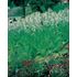 Blomstertobak, Narcisstobak