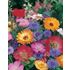 Blomsterblandning, Snabbt och enkelt