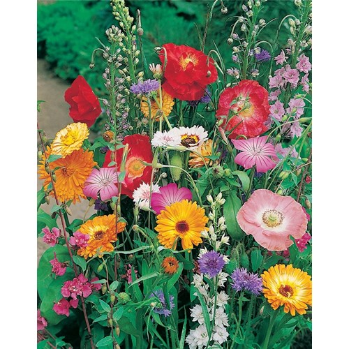 Blomsterblandning för fjärilar