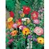 Blomsterblandning för fjärilar