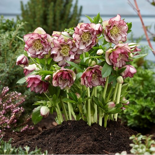 Julros, Ellen Picotee