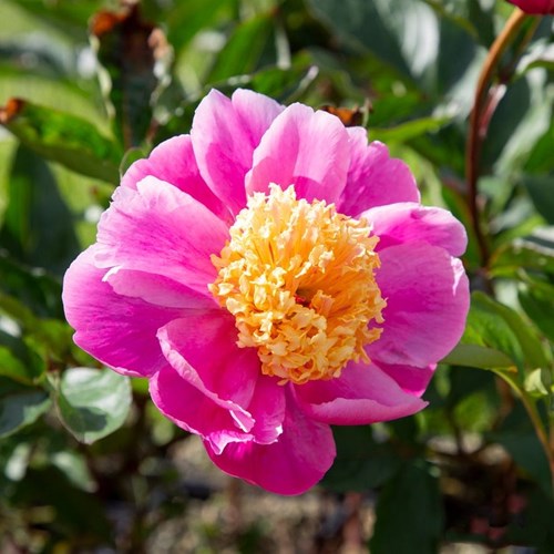 Pion, Doreen