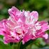Pion, Fantastic