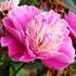 Pion, Fantastic