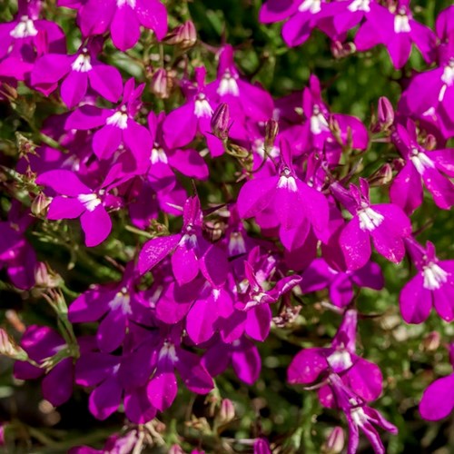 Lobelia, Häng, Crimson fountain